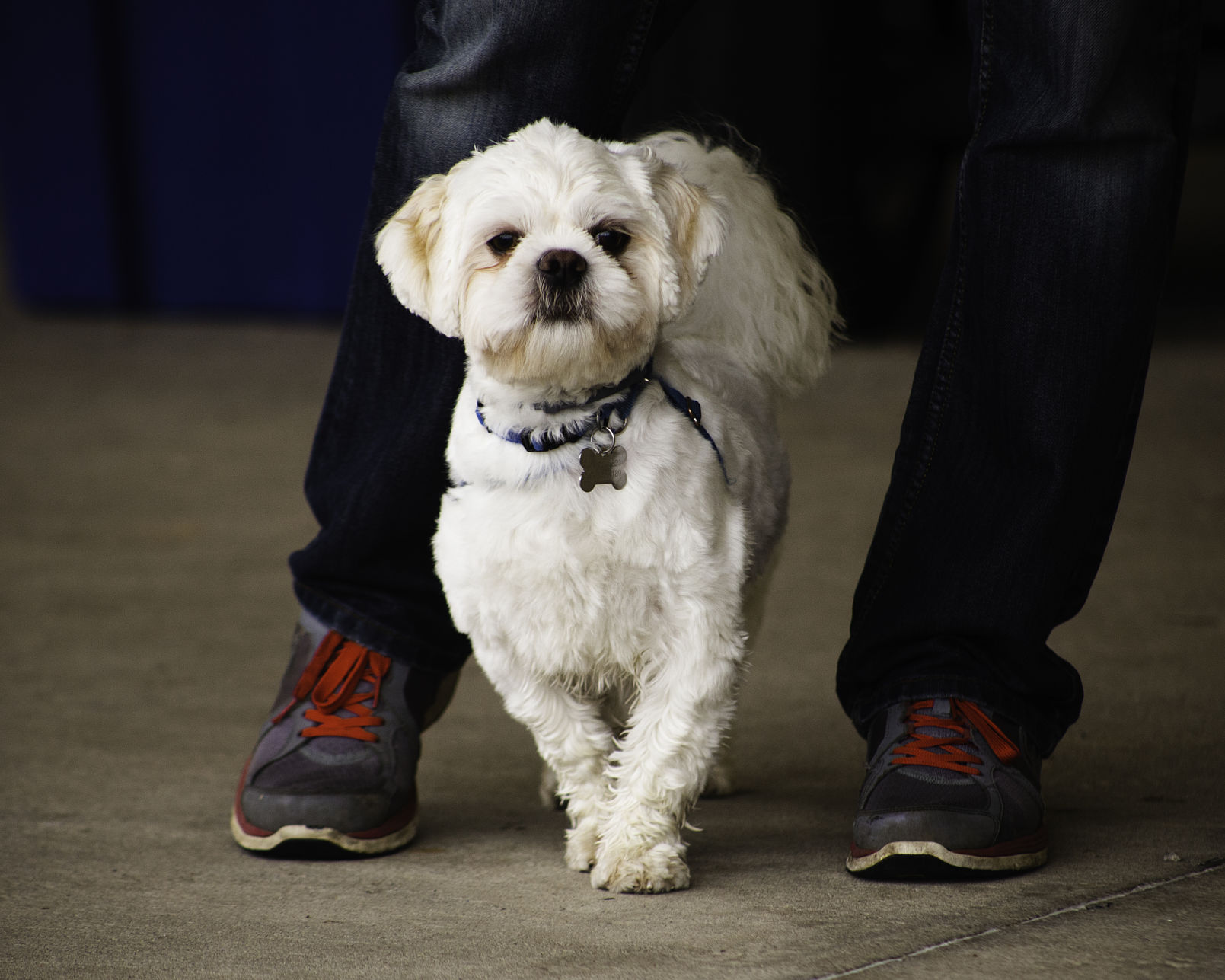 Bark in the Park